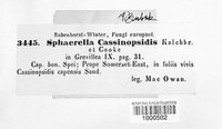 Sphaerella cassinopsidis image
